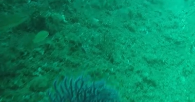 Mergulho